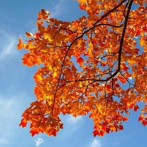Looking up at the bright blue North American sky through brilliant burnt orange fall leaves of an Acer rubrum Red Maple tree