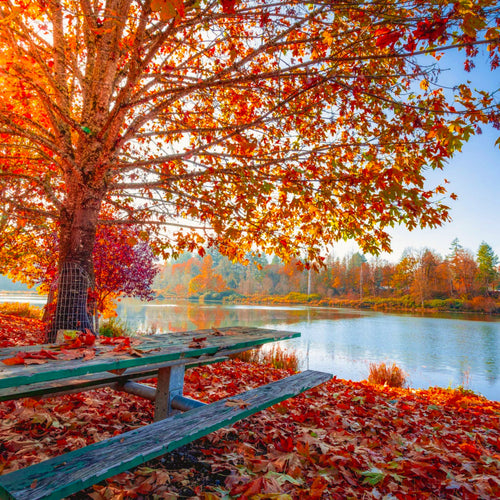 Crimson tones of autumn fall leaves cover the floor under an Acer saccharum Sugar Maple tree at a lake | Heartwood Seeds UK