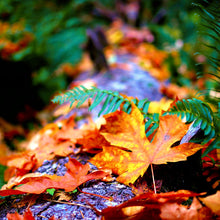 Load image into Gallery viewer, Fallen autumn leaves of Acer Saccharum rest amongst ferns on a woodland floor