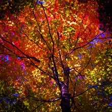 Load image into Gallery viewer, Looking up towards the sky an Acer saccharum displays fiery autumn fall colours