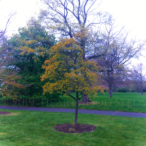 A specimen tree of an Acer tataricum at Kew Gardens