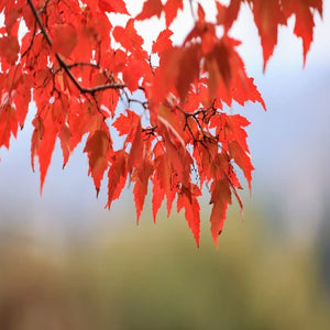 Delightful hues of red-pink on autumn fall leaves of Acer tataricum Tatarian Maple bonsai tree in garden | Heartwood Seeds UK