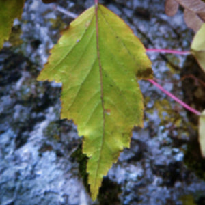 A toothed leaf of an Acer tataricum Tatarian Maple tree