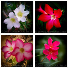 Load image into Gallery viewer, Adenium obesum Desert Rose Impala Lily flower colours from champagne-pink and magenta-red to violet cream and amtheyst-purple
