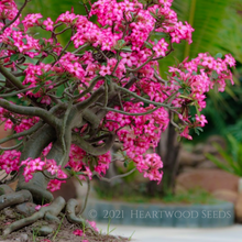 Load image into Gallery viewer, Majestic pink and white summer flowers of an Adenium obesum Desert Rose Bonsai Tree with twisted roots | Heartwood Seeds UK