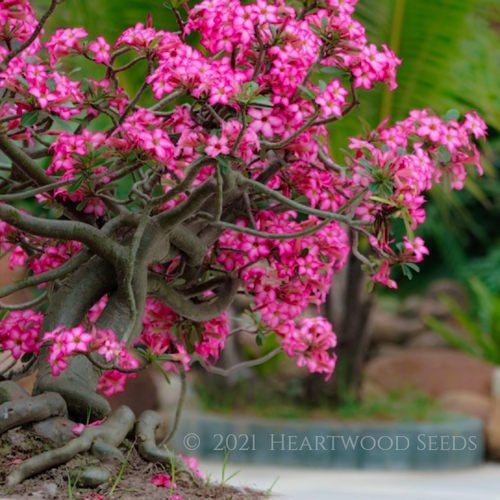 Majestic pink and white summer flowers of an Adenium obesum Desert Rose Bonsai Tree with twisted roots | Heartwood Seeds UK