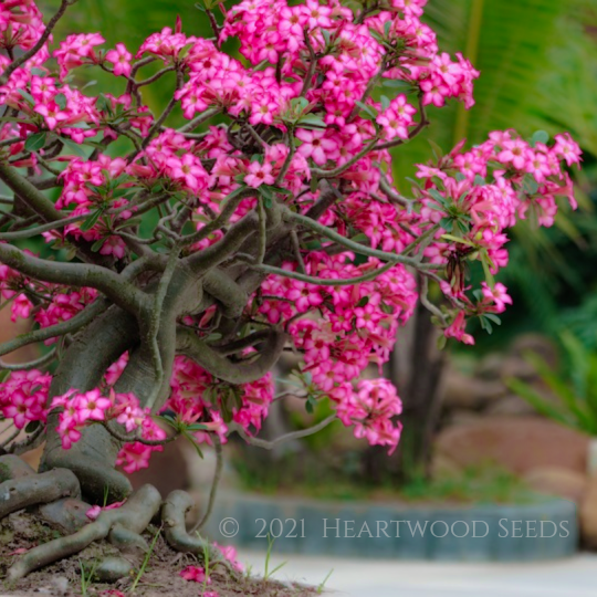 Majestic pink and white summer flowers of an Adenium obesum Desert Rose Bonsai Tree with twisted roots | Heartwood Seeds UK