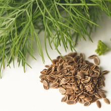 Load image into Gallery viewer, Blue-green leaves, bright yellow flowers &amp; golden seeds of Herb Dill Anethum graveolens on a kitchen surface | Heartwood UK