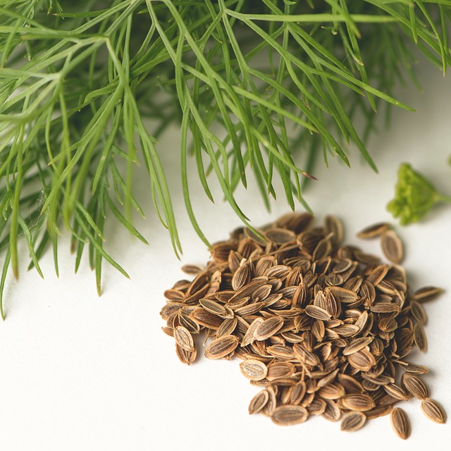 Blue-green leaves, bright yellow flowers & golden seeds of Herb Dill Anethum graveolens on a kitchen surface | Heartwood UK