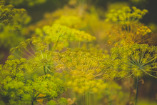 Load image into Gallery viewer, Umbels of tiny bright yellow follows glow in the summer sun in a field on the Herb Dill Anethum graveolens