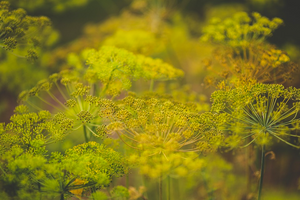 Umbels of tiny bright yellow follows glow in the summer sun in a field on the Herb Dill Anethum graveolens