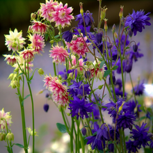 Load image into Gallery viewer, Beautiful pink-azure-blue spring meadow flowers of perennial Columbine plant Aquilegia vulgaris stellata | Heartwood Seeds UK