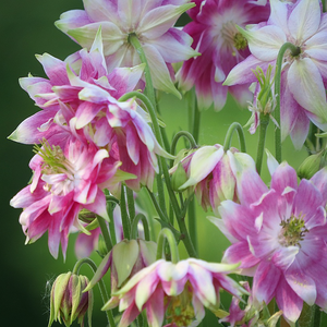 Fully-double nodding lavender-pink-white summer blooms of florist favourite garden Columbine Aquilegia vulgaris var. stellata