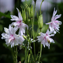 Load image into Gallery viewer, Mass of bell-shaped cream-white-purple summer flowers rise above ferny foliage of Columbine plant Aquilegia vulgaris stellata