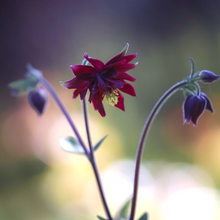 Load image into Gallery viewer, Rich-wine red to deep maroon spring spreading sepals &amp; petals of garden Columbine Aquilegia vulgaris stellata flowers in May