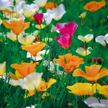 Load image into Gallery viewer, Beautiful summer Eschscholzia californica California poppy mixed wildflower meadow garden border flowers | Heartwood Seeds UK