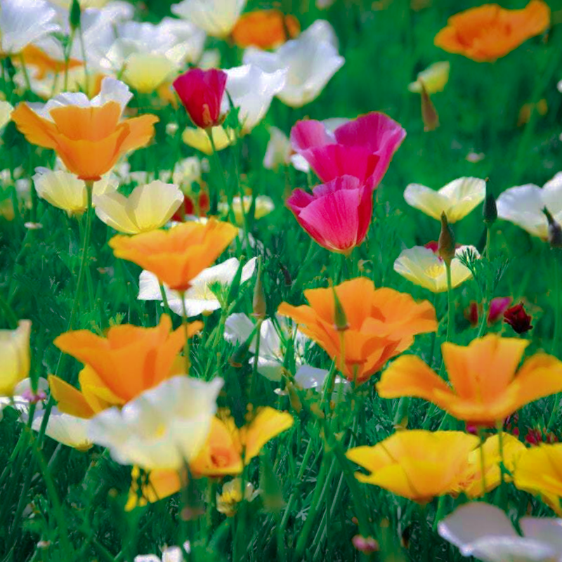 Beautiful summer Eschscholzia californica California poppy mixed wildflower meadow garden border flowers | Heartwood Seeds UK
