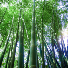 Load image into Gallery viewer, Beautiful weeping foliage on shiny deep-green silver-blue culms of giant bamboo Dendrocalamus peculiaris | Heartwood Seeds UK