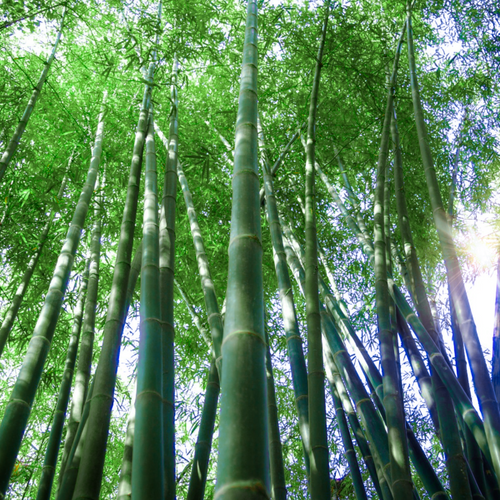 Beautiful weeping foliage on shiny deep-green silver-blue culms of giant bamboo Dendrocalamus peculiaris | Heartwood Seeds UK