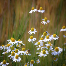 Load image into Gallery viewer, Bees visit the pollinator-friendly flowers of garden annual herb Matricaria chamomilla German Chamomile | Heartwood Seeds UK