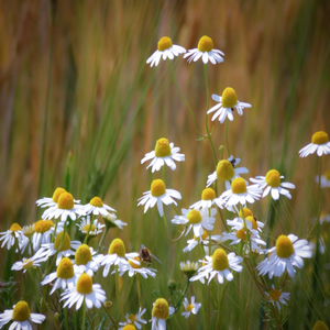 Bees visit the pollinator-friendly flowers of garden annual herb Matricaria chamomilla German Chamomile | Heartwood Seeds UK