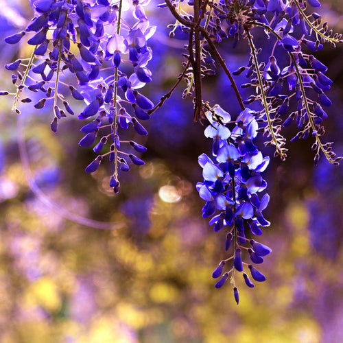 Blue mauve fragrant pea-like summer flowers hang from branches of a Bolusanthus speciosus Tree Wisteria | Heartwood Seeds UK
