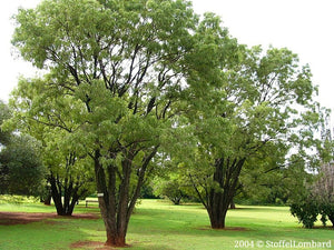 Large trees of Bolusanthus speciosus stand boldy within Southern Africa
