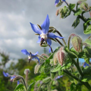 Copious amounts of 2cm starry bright purple-blue flowers are produced on branched cymes of borage
