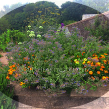 Load image into Gallery viewer, Deep blue flowers of borage compliment bright orange marigolds within a walled garden at the National Wales Botanic