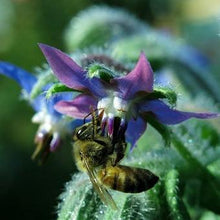 Load image into Gallery viewer, The purple-blue flowers of Borago officinalis borage attract honey bees and butterflies