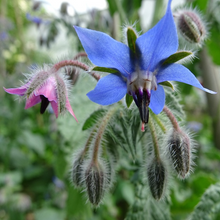 Load image into Gallery viewer, Purple-tipped cyan-blue beautiful spring flowers of garden herb &amp; hardy annual borage Borago officinalis | Heartwood Seeds UK