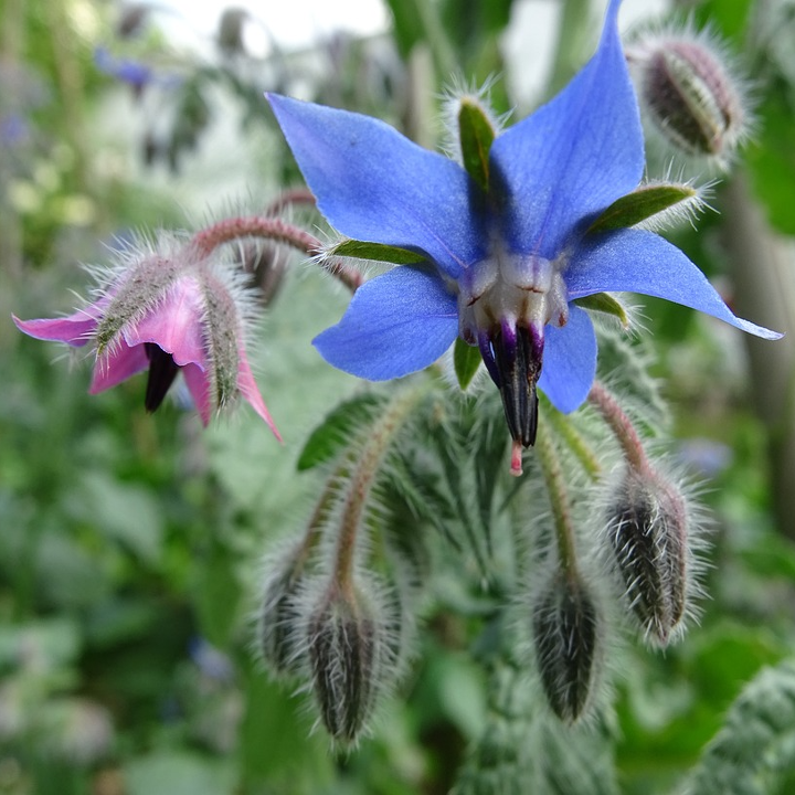 Purple-tipped cyan-blue beautiful spring flowers of garden herb & hardy annual borage Borago officinalis | Heartwood Seeds UK