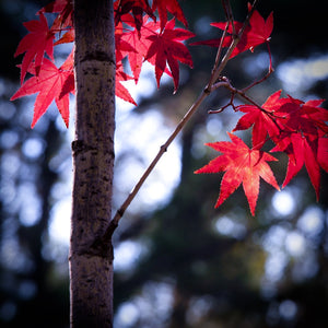 Bright blue sky through the beautiful scarlet red autumn fall leaves of an Acer palmatum Osakazuki Japanese Maple
