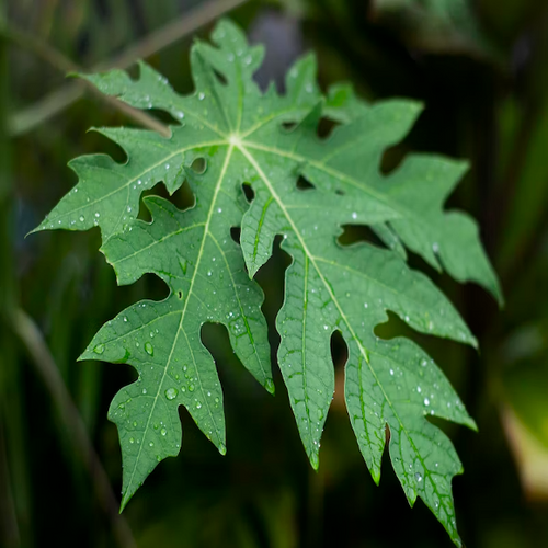 Ornamentally attractive palmately lobed leaves on a potted tropic houseplant of papaw tree Carica papaya | Heartwood Seeds UK