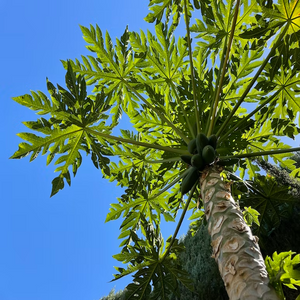Small broadleaf evergreen tree of pawpaw Carica papaya with a palm-like umbrella canopy on a single stem within South America