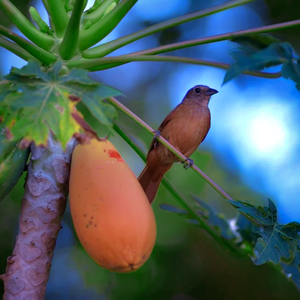 A tropical bird feeds on initially green, ripening to yellow-orange, fruits of herbaceous succulent melon tree Carica papaya