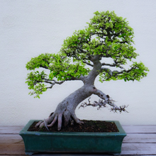 Load image into Gallery viewer, A beautifully shaped bonsai tree with white bark of Carpinus turczaninowii Korean Turczaninow Hornbeam | Heartwood Seeds UK