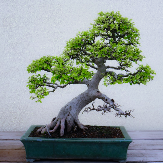 A beautifully shaped bonsai tree with white bark of Carpinus turczaninowii Korean Turczaninow Hornbeam | Heartwood Seeds UK