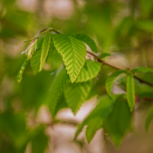 Load image into Gallery viewer, Late spring green leaves of the bonsai grower favourite Carpinus turczaninowii the Korean Turczaninow Hornbeam