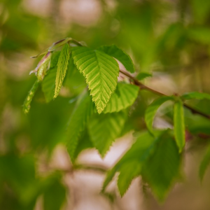 Late spring green leaves of the bonsai grower favourite Carpinus turczaninowii the Korean Turczaninow Hornbeam