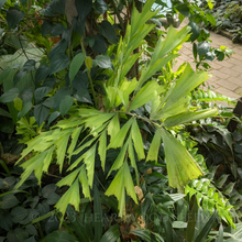 Load image into Gallery viewer, Handsome rich-green leaflets on a beautiful Caryota mitis Clustered Fishtail Palm within an Asian jungle | Heartwood Seeds UK