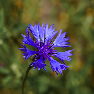 Fading flowers of the temperate Europen native annual Cornflower Centaurea cyanus will soon give way for seeds to feed birds