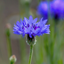 Load image into Gallery viewer, Magnificent bright blue summer flowers on the garden and florist favourite Cornflower Centaurea cyanus | Heartwood Seeds UK