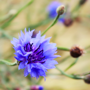 The strong blue colours of these nectar & pollen-rich Centaurea cyanus flowers are like magnets to bees and other pollinators