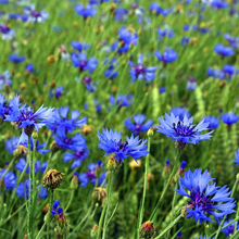 Load image into Gallery viewer, A wildflower meadow garden design full of beautiful spring Cornflower Centaurea cyanus flowers in rich shades of blue-purple