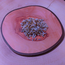 Load image into Gallery viewer, Centaurea cyanus Blue Cornflower seeds