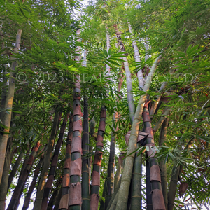 Walkway through a tall bamboo forest of Cephalostachyum pergracile Tinwa Bamboo in Yunnan Province China | Heartwood Seeds UK