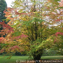 Load image into Gallery viewer, Autumn fall shades of orange and pink of Cercidiphyllum japonicum Katsura Tree within Parc de Mariemont | Heartwood Seeds UK
