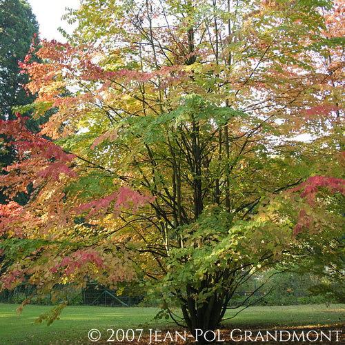 Autumn fall shades of orange and pink of Cercidiphyllum japonicum Katsura Tree within Parc de Mariemont | Heartwood Seeds UK
