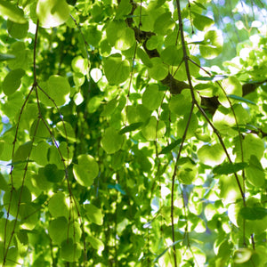 Sunlight filters through the heart-shaped bright green leaves of a Cercidiphyllum japonicum Katsura Tree during summer
